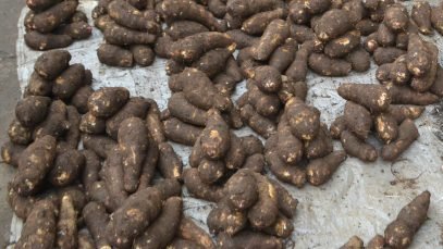 Des_tubercules_de_macabo_en_tas